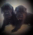 cachorro dogue alemão preto