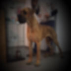 Ben da casa do Torrão