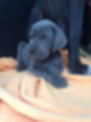 cachorro dogue alemão azul