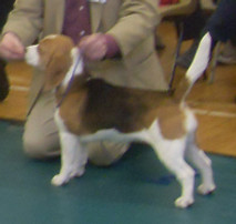 davricard miranda.jpg