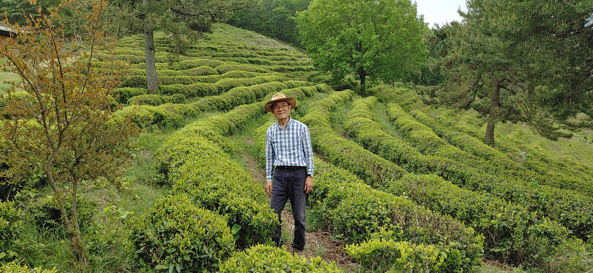 Mr. Moon in tea fields at Chunbo Dawon Estate in Boseong, South Korea