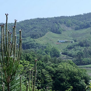 Chunbo Dawon Estate amidst tea fields on a gentle slope surrounded by trees