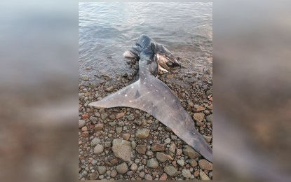 Dead butanding found in Southern Leyte
