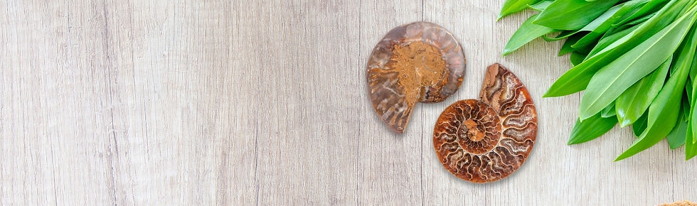 Fossili.jpg