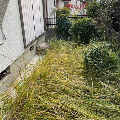 除草作業(施工前).jpg