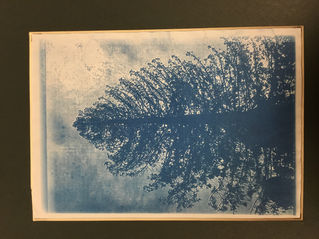 Blog #17: Cyanotype Critique