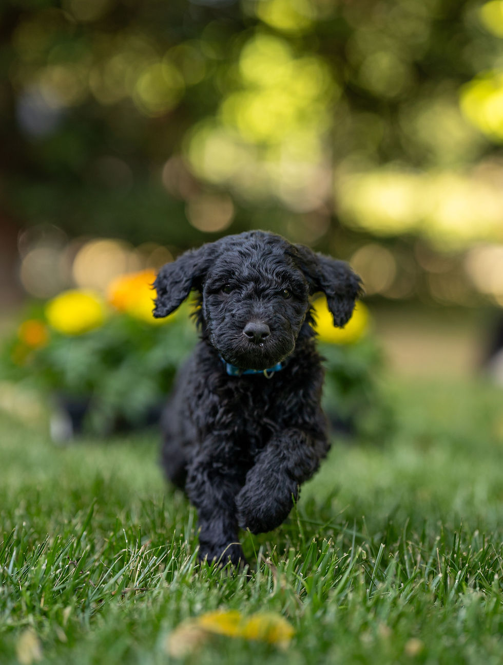 Black Golden Doodle Puppy