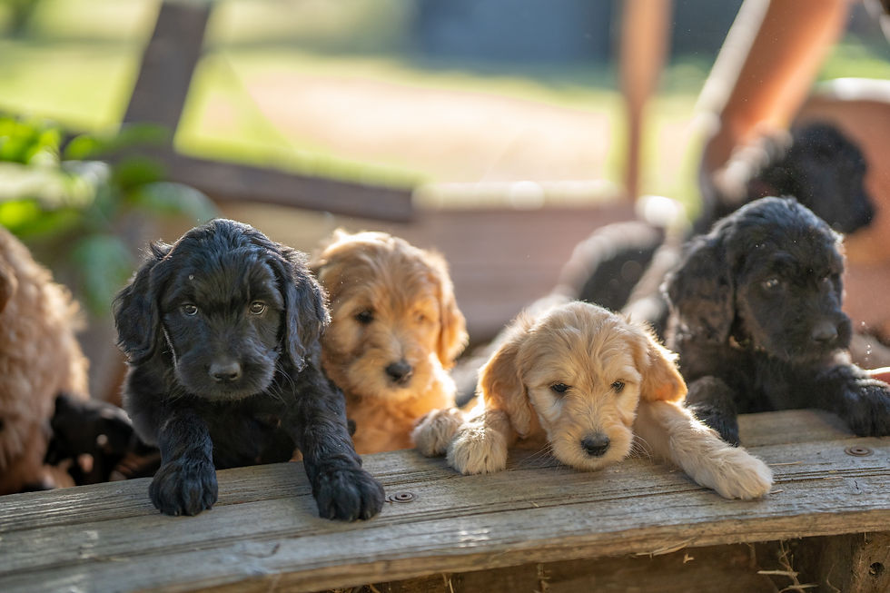Golden Doodle Litter