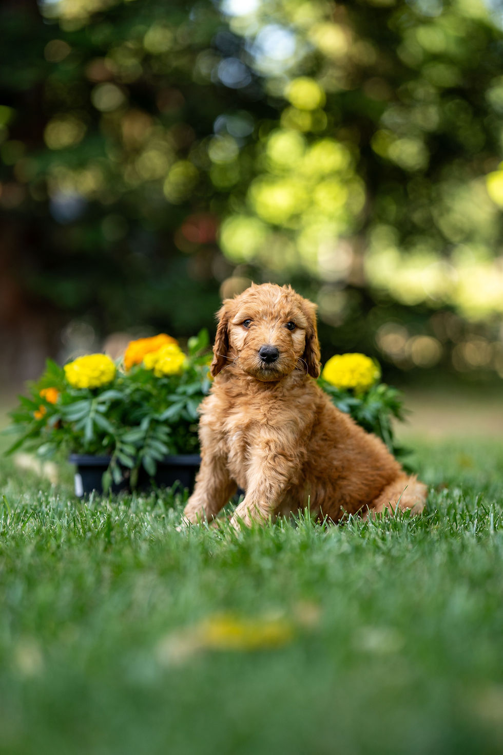 Cream Golden Doodle
