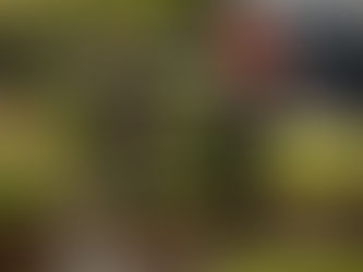 Client satisfait serrant la main d'une technicienne NEOTUBE CHEMISAGE dans son jardin parfaitement intact. Une vue en coupe au premier plan montre la canalisation souterraine rénovée par chemisage, illustrant un avis client positif.