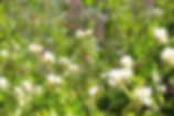 01_IMG_8311 _ bee fly.JPG