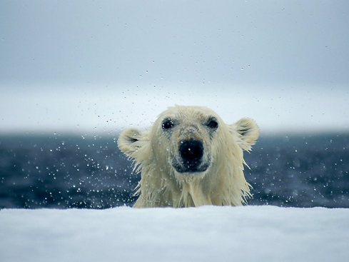 Bear Pictures - National Geographic _ National Geographic.png