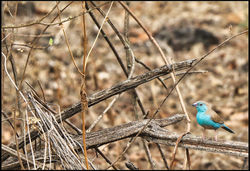 Mosi-Oa-Tunya National Park