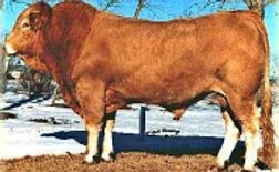 herdsman.jpeg