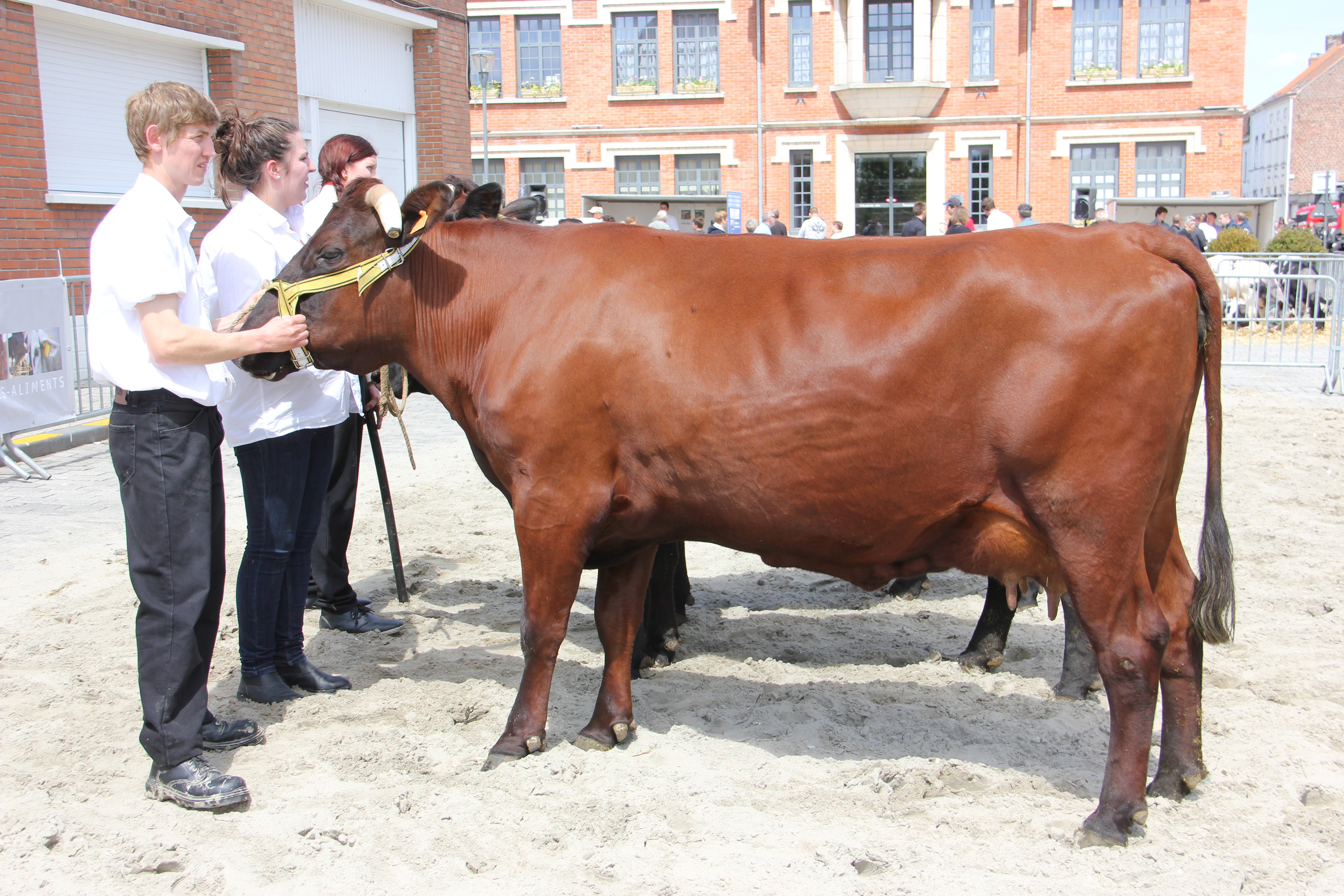 Concours vaches Rouges Flamandes