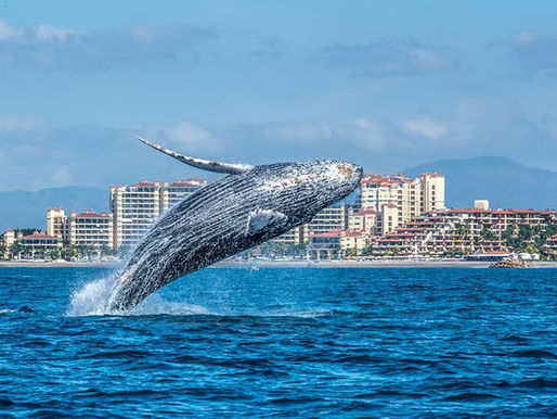 El espectáculo más grande del océano está en Puerto Vallarta (y te lo estás perdiendo)