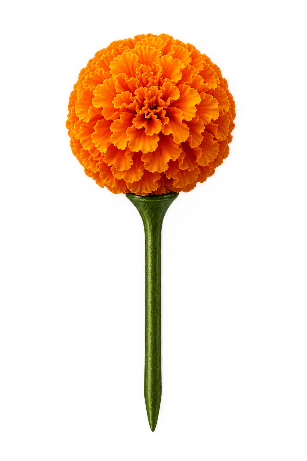 Pink Poppy Flowers