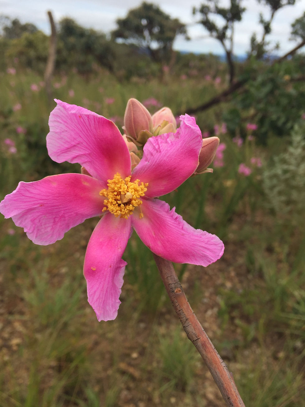 Caminho de Cora Coralina: Um encontro com o homem do cerrado