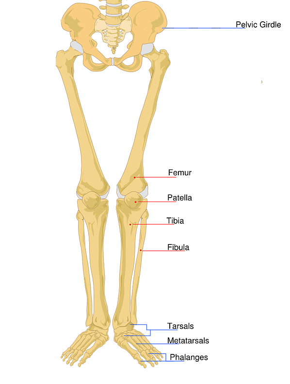 Anatomy Of The Lower Limb Download Scientific Diagram atelieryuwa