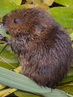 Water Vole, Arthur Rivett