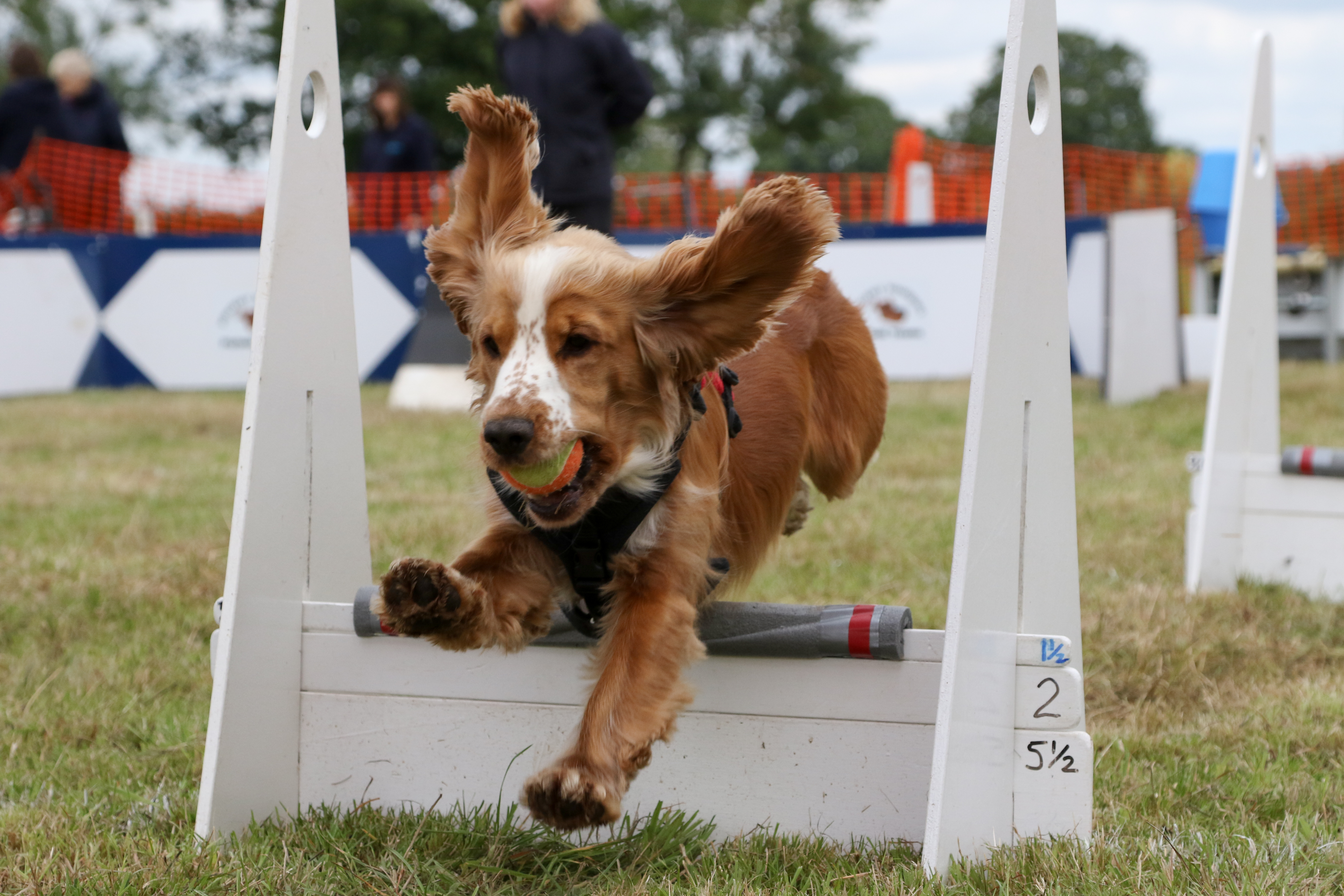flyball near me