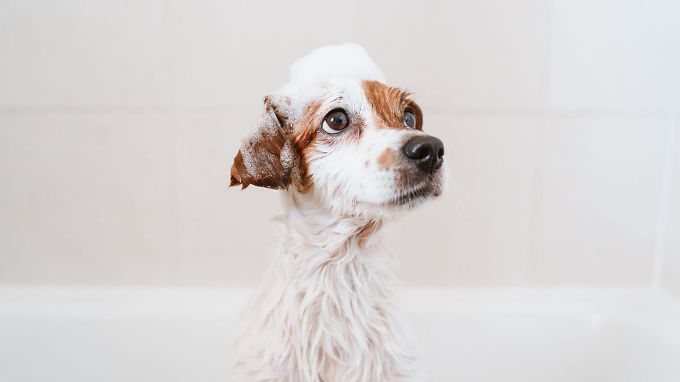 Dog4.jpg
