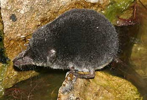 Blo Norton Fen water shrew