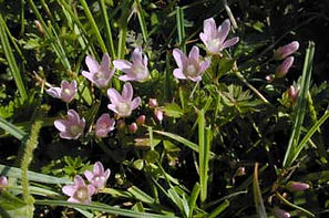 Blo Norton Fen bog pimpernel
