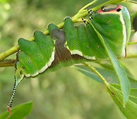 Lows puss moth