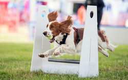 Jack - Welsh Springer Spaniel
