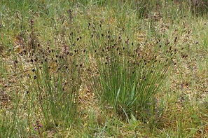 Blo Norton Fen black bog rush