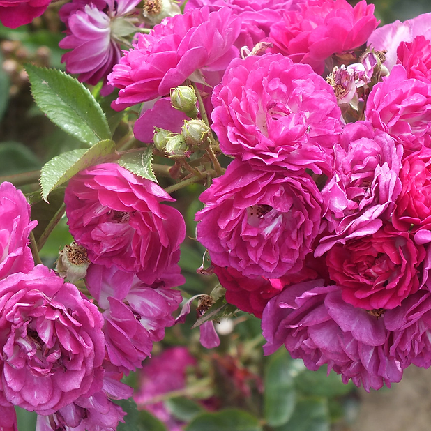 Tea Roses Rambling Single Rambling Roses | Cottage Memories | Gorfield