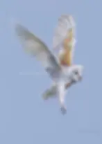 Nocturn - Lucinda Coldrey Fine Art