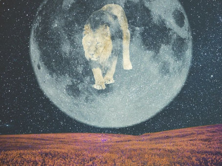 New Moon in Leo