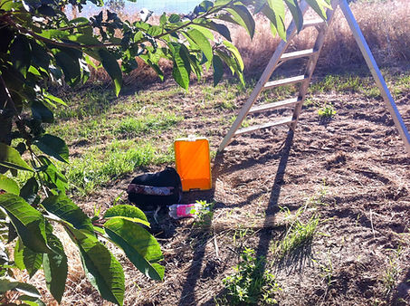 Working Holiday Kanada: Práce na třešňové farmě