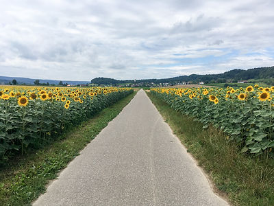 Backpacking.cz: EV6 - kukuřice za Rafz