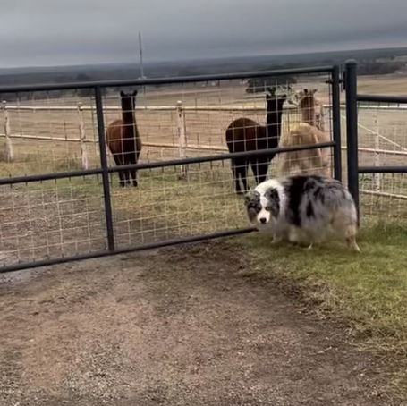 Discover the Heartwarming Story of Nubby 2.0