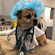 Dogtor - Hills District Vet