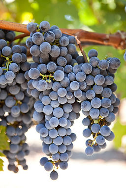grapes.jpg