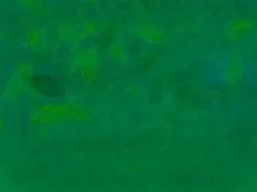Green texture .webp
