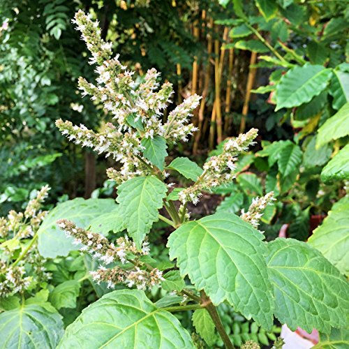 Huile essentielle - Patchouli