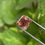 Thumbnail: 2.28 CT 7.6 X 8.0 MM Natural Loose Diamond Antique Cushion cut Rose cut Diamond