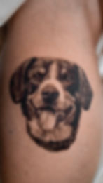 Realistische hondenportret tattoo, ontworpen in gedetailleerd zwart en grijs met zachte schaduwen en natuurlijke textuur. Deze tattoo legt de unieke kenmerken en expressie van de hond vast met precisie en diepte, waardoor het voelt als een levensecht portret op de huid. Perfect voor wie een tijdloze en persoonlijke herinnering wil vereeuwigen in een verfijnde realistische stijl.
