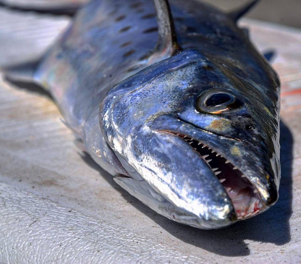 Tybee Island Kayak Fishing Charters