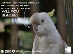 caged bird cuckatoo