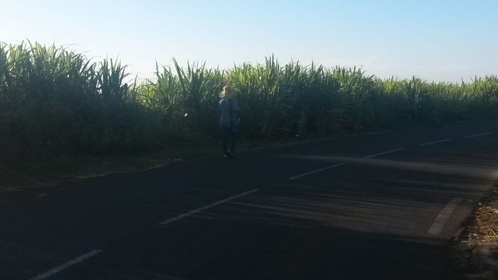 Running au milieu des cannes à sucre