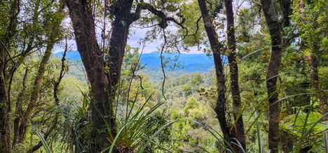 View over NZ native bush