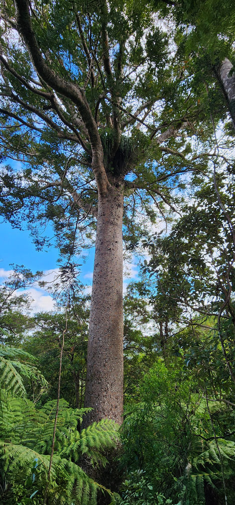 Booms Walking track Kauri Tree Kauaeranga Valley