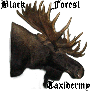 Black+Forest+Taxidermy.gif