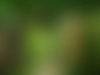 Felicity by Nandita De nee Chatterjee 